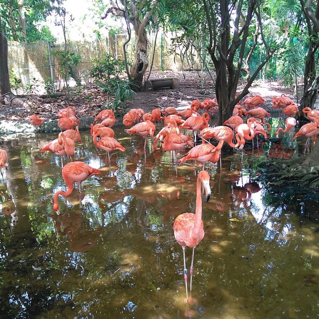 Disfrutar de una EcoAventura en el [Jungle Island]