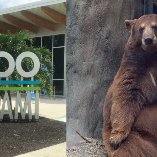 Disfruta del [Zoológico de Miami]